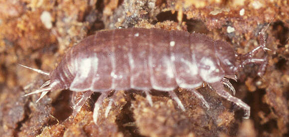 Image of common pygmy woodlouse