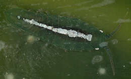 Image of granular marine isopod