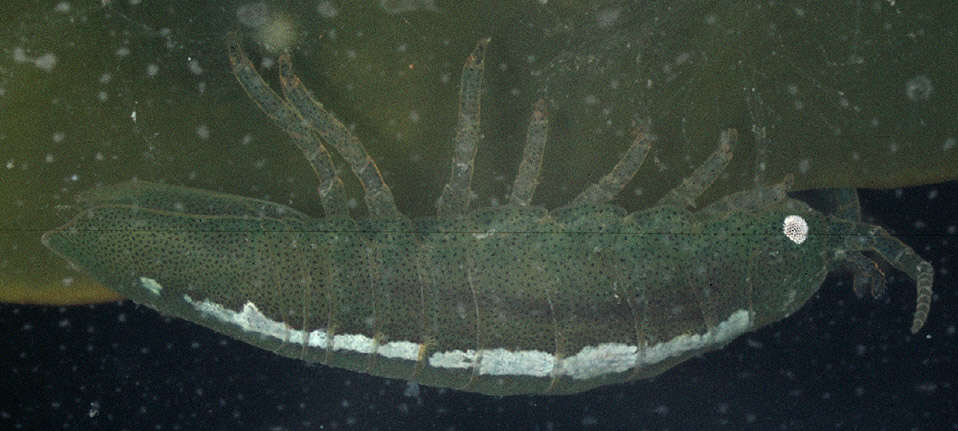Image of granular marine isopod
