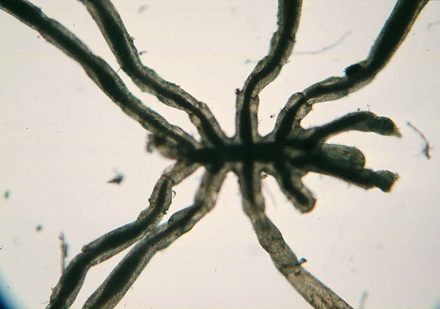 Image of Phoxichilidium