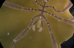 Image of Phoxichilidium