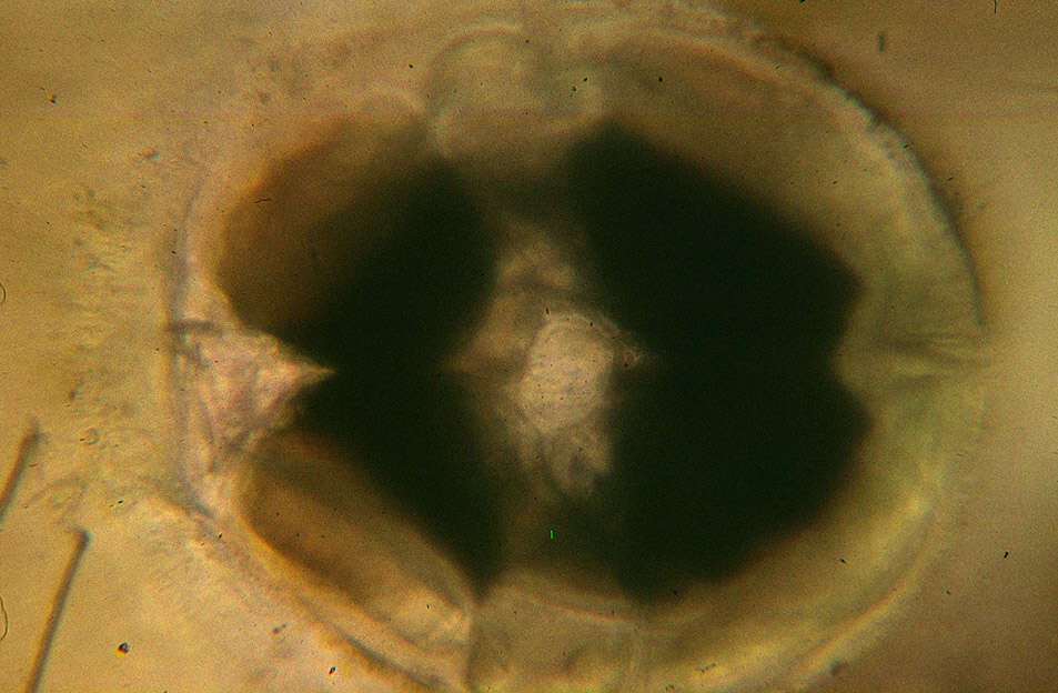 Image of Phoxichilidium