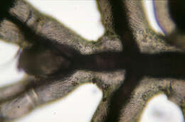 Image of Phoxichilidium