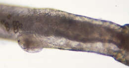 Image of Phoxichilidium