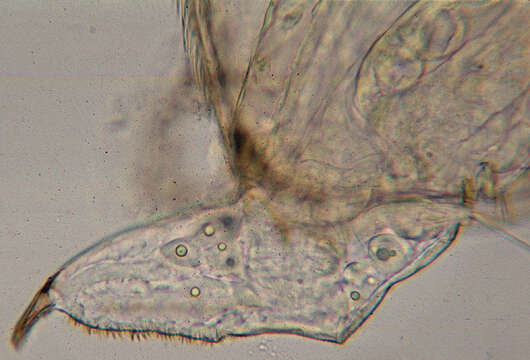 Image of gliding waterflea