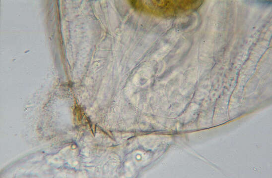 Image of gliding waterflea