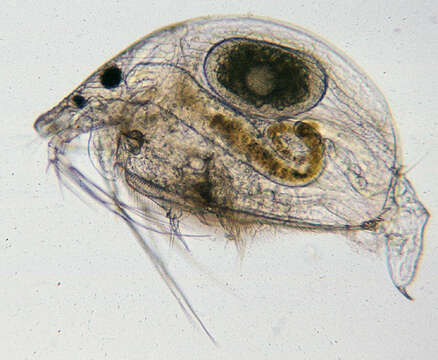 Image of gliding waterflea