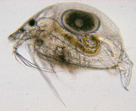 Image of gliding waterflea