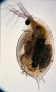 Image of Daphnia (Daphnia) obtusa Kurz 1874