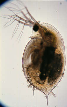 Image of Daphnia (Daphnia) obtusa Kurz 1874