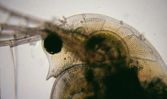 Image of Daphnia (Daphnia) obtusa Kurz 1874