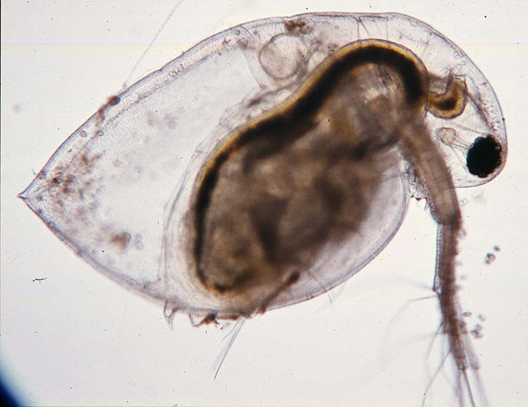 Image of Daphnia (Daphnia) obtusa Kurz 1874