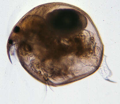 Image of Water flea