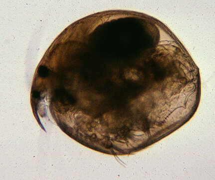 Image of Water flea