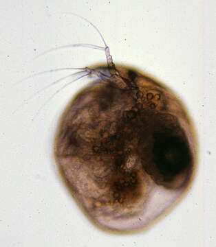 Image of Water flea