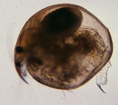 Image of Water flea