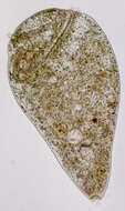 Image of Stentoridae
