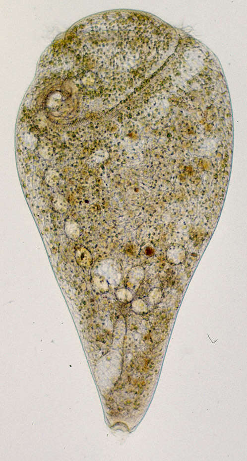 Stentoridae的圖片