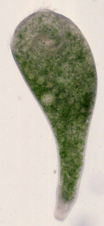 Stentoridae的圖片