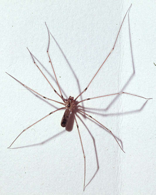 Image of Long-bodied Cellar Spider