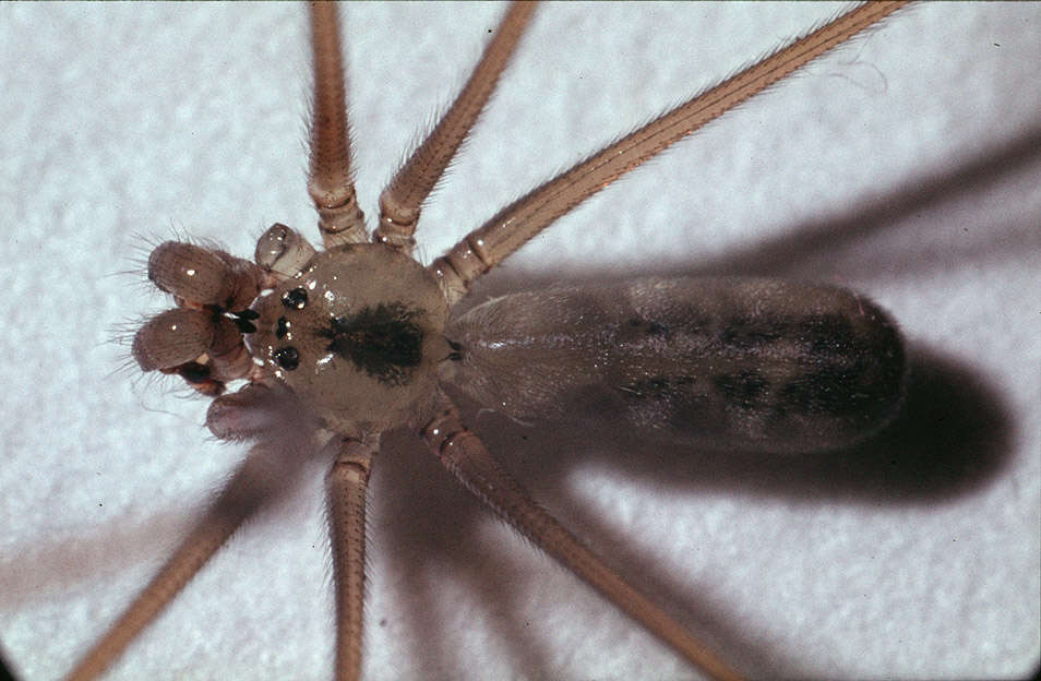 Image of Long-bodied Cellar Spider