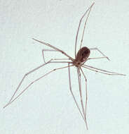 Imagem de Pholcus phalangioides (Fuesslin 1775)