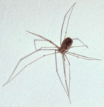 Image of Long-bodied Cellar Spider