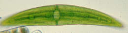 Image of Closterium moniliferum