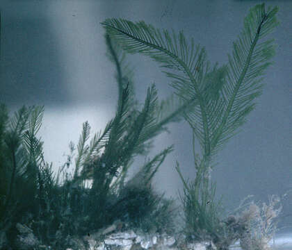 Image of Bryopsis plumosa