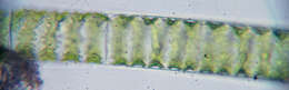 Image of Spirogyra Link 1820