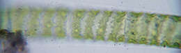 Spirogyra Link 1820 resmi