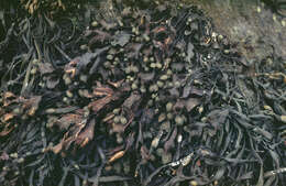 Image of Spiral or Spiralled Wrack