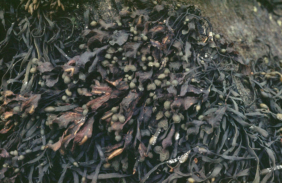 Image of Spiral or Spiralled Wrack