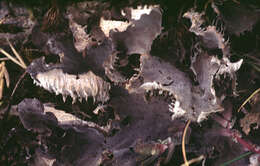 Image of membraneous felt lichen