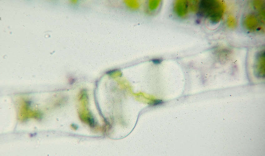 Spirogyra Link 1820 resmi