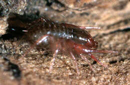 Image of Heterosphyronida