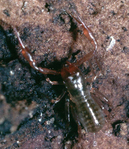Image of Heterosphyronida