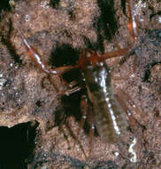 Image of Heterosphyronida