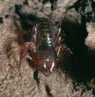 Image of Heterosphyronida