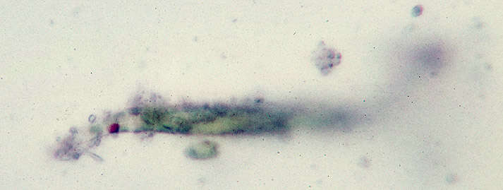 Image of Lepocinclis acus