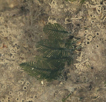 Image of Bryopsis plumosa