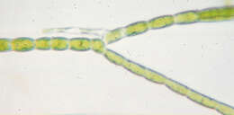 Image of Stigeoclonium Kützing 1843