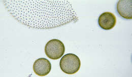 Image of Globe Algae