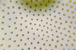 Image of Globe Algae