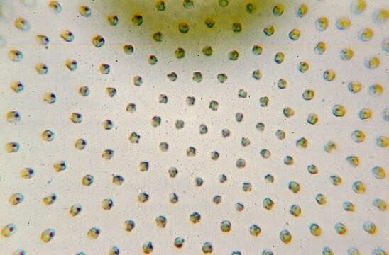 Image of Globe Algae