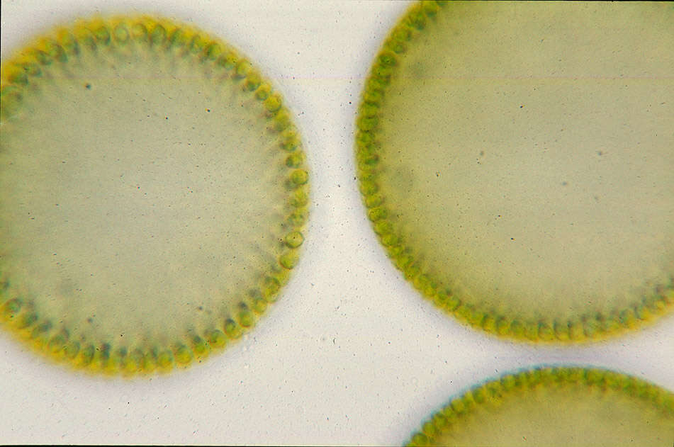 Image of Globe Algae