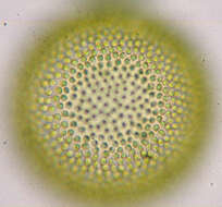 Image of Globe Algae