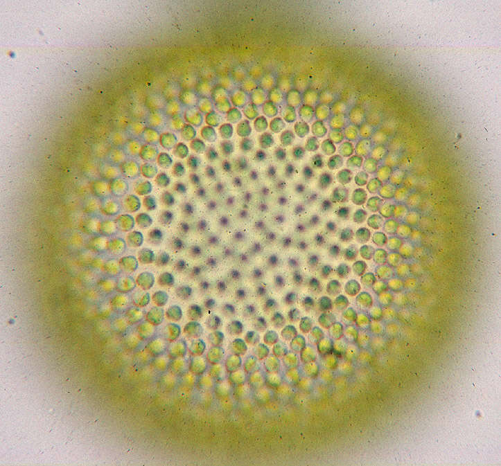 Image of Globe Algae