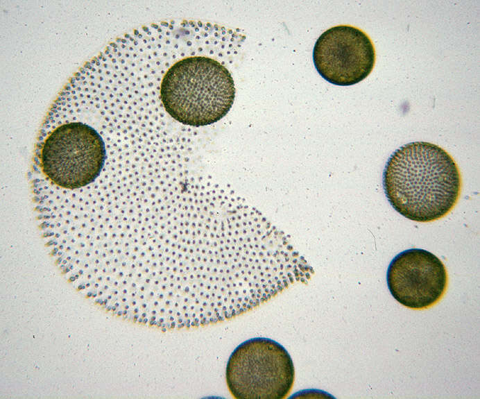 Image of Globe Algae