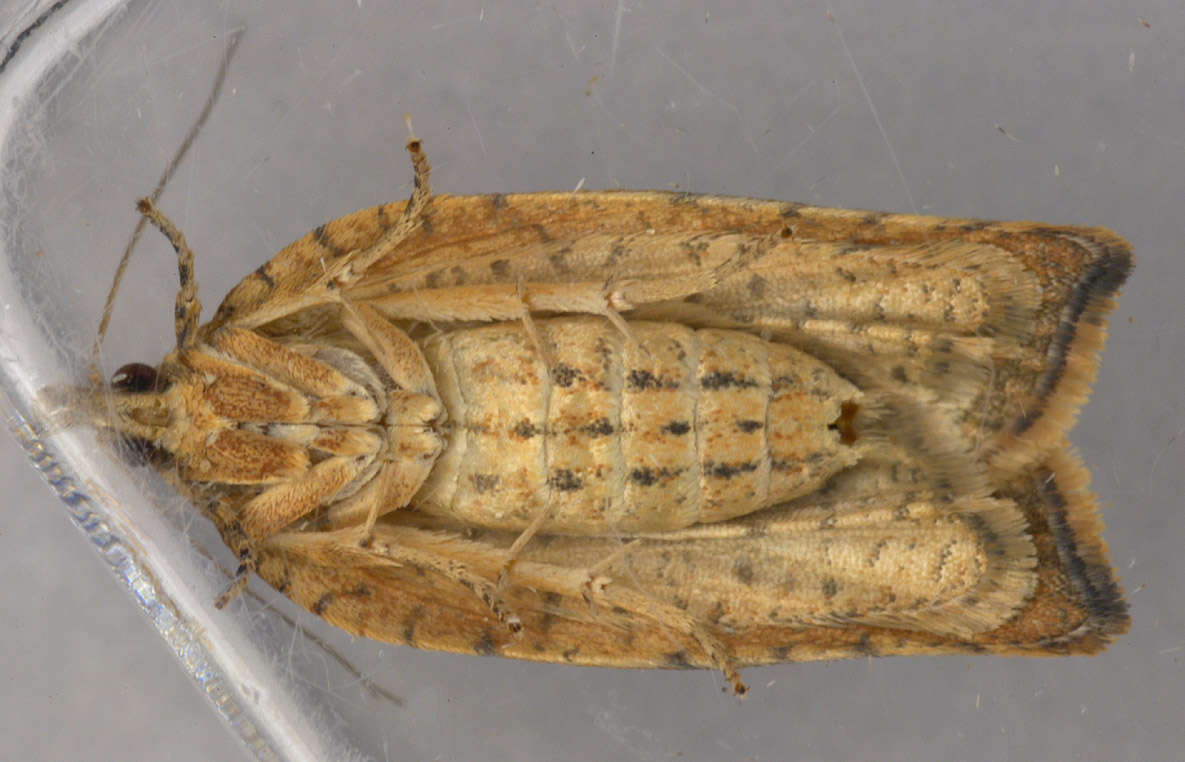 Image of Light brown apple moth